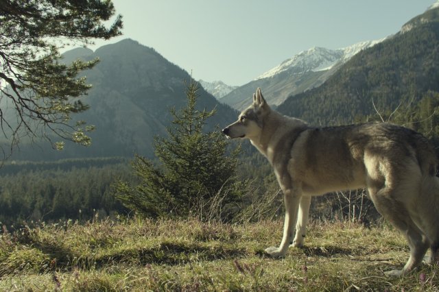 “Der Garmisch-Krimi - Wolfsmord“: Ein ausgewachsener Wolf mit weiß-grauem Fell steht auf einer sonnigen Lichtung und blickt auf das vor ihm liegende Gebirge, dessen Berge teils mit Schnee bedeckt sind.